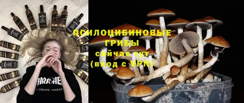 Галлюциногенные грибы MAGIC MUSHROOMS Вяземский